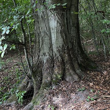 Zabezpieczanie cennych drzew nadwodnych Grafika Zabezpieczanie cennych drzew nadwodnych