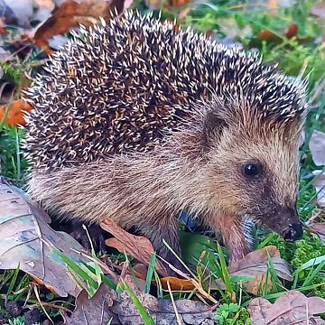 Jeż - przyjaciel ogrodu, obchodzi swoje święto 10 listopada Grafika Jeż - przyjaciel ogrodu, obchodzi swoje święto 10 listopada